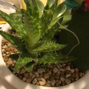 Meet your Posher, Monica